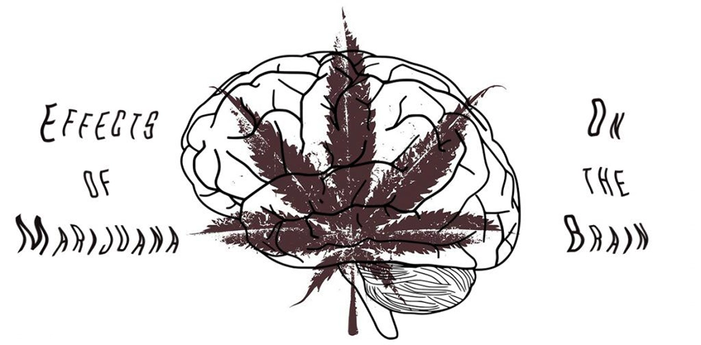 effect of marijuana on brain