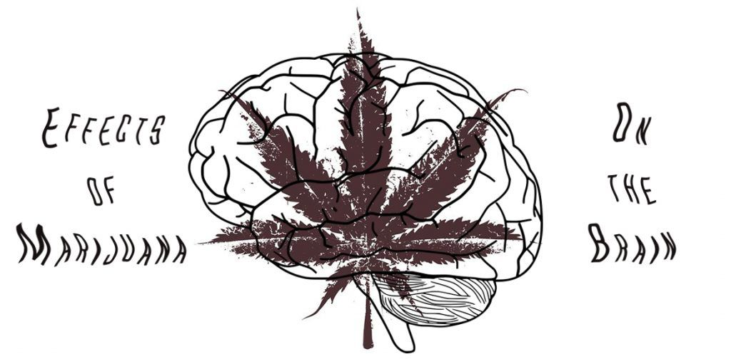 effects of marijuana on brain