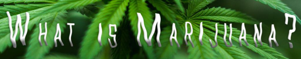 what is marijuanna banner