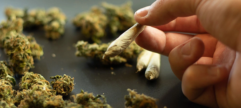 marijuana cigerette and plant