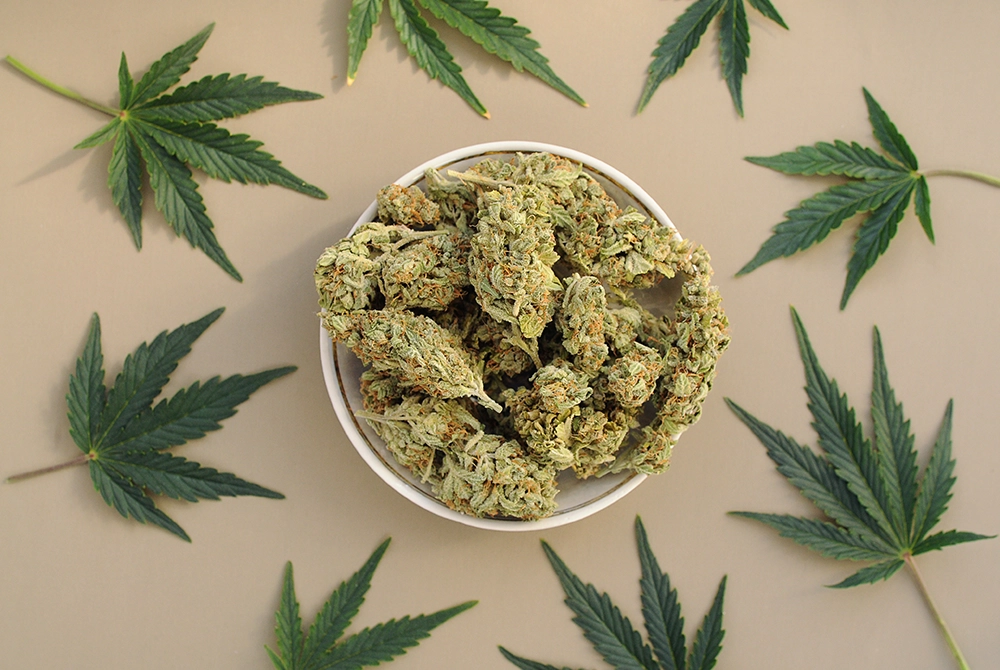 marijuana buds